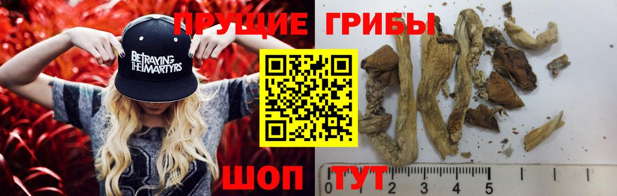 Малгобек  Галлюциногенные грибы Cubensis  Вход с VPN 